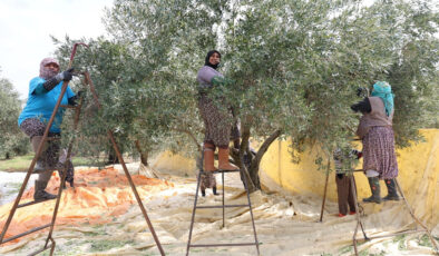 Aydın’daki zeytin hasadı kadınlara emanet