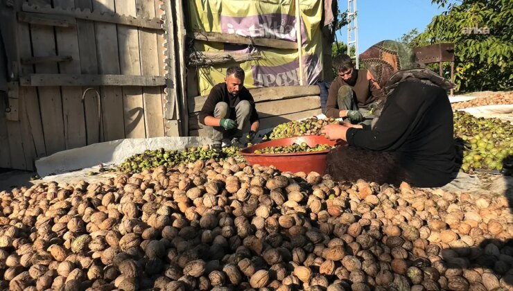 Ceviz hasadı başladı, üretici böyle dert yandı: ‘Her şey pahalandı, cevizde artış yok’