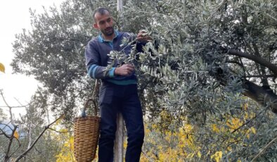Çoruh vadisi dışında başka hiçbir yerde yetişmiyor! ‘Affı olmayan’ hasat başladı