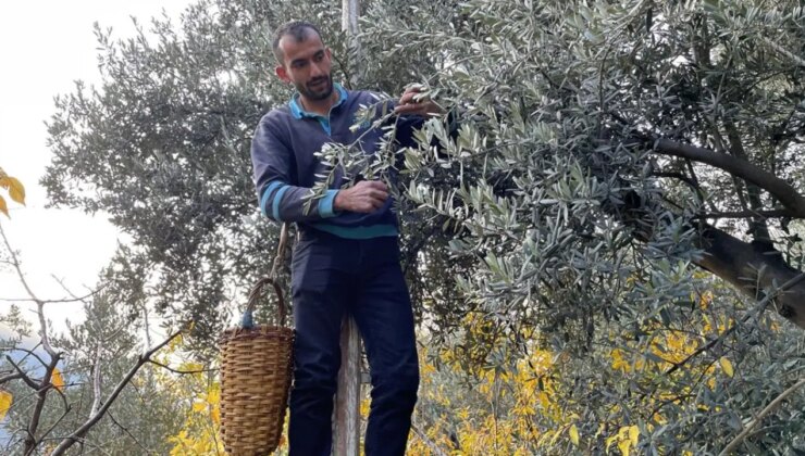 Çoruh vadisi dışında başka hiçbir yerde yetişmiyor! ‘Affı olmayan’ hasat başladı