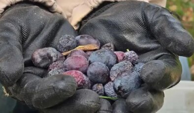 Daha tarladayken kilosu 150 liradan satılıyor! Hatay’a özgü lezzette hasat başladı…