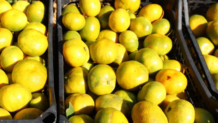 Ege’de Satsuma mandalinasının ihracat yolculuğu başladı