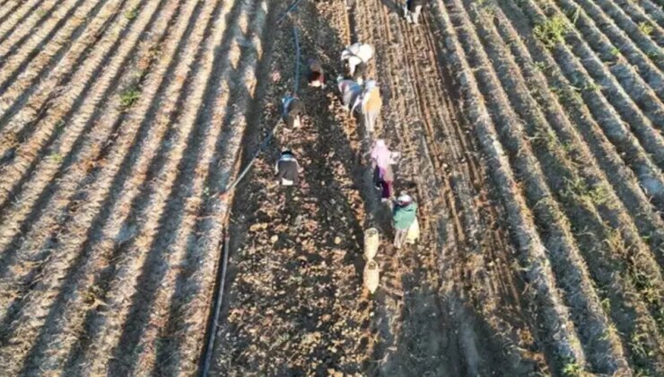 Erzincan’da 10 bin tonluk dev mesai: Soğuklar bastırmadan topraktan çıkarılması şart!