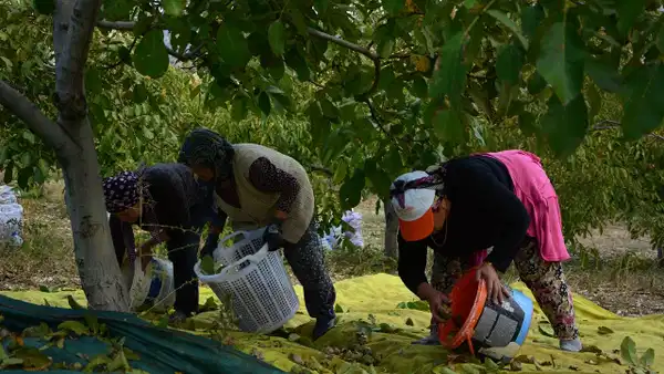 Fıstığın tahtını sallamaya geliyor! 4 bin ağaçta hasat başladı…