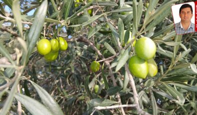Fiyatların düşüklüğüne dikkat çeken çiftçi üretimi durdurdu: ‘Zeytin toplamama’ eylemi
