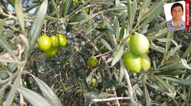 Fiyatların düşüklüğüne dikkat çeken çiftçi üretimi durdurdu: ‘Zeytin toplamama’ eylemi