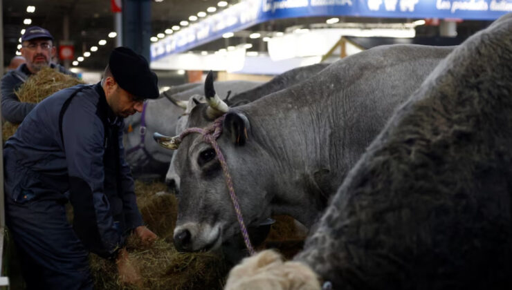 Fransa, Shamonda adlı hayvan virüsünün ilk insan vakasını bildirdi