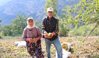 Hasat 15 gün geç başladı: Toplaması tehlikeli, süresi kısa