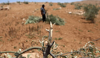 İsrail, bu ay Batı Şeria’da zeytin hasadını hedef alan 136 saldırı düzenledi