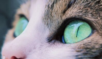 Kedi gözlerinden ilham alan kamera teknolojileri