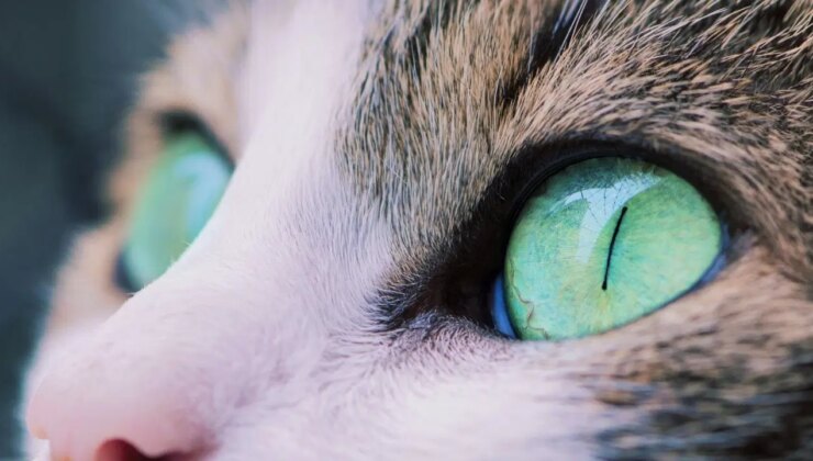 Kedi gözlerinden ilham alan kamera teknolojileri
