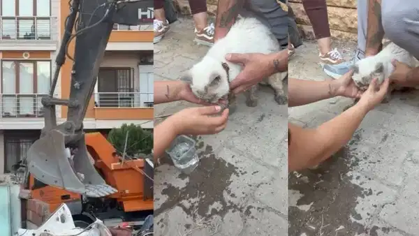 Maltepe’de çöken binada enkaz altında kalan kedi saatler sonra canlı çıkarıldı