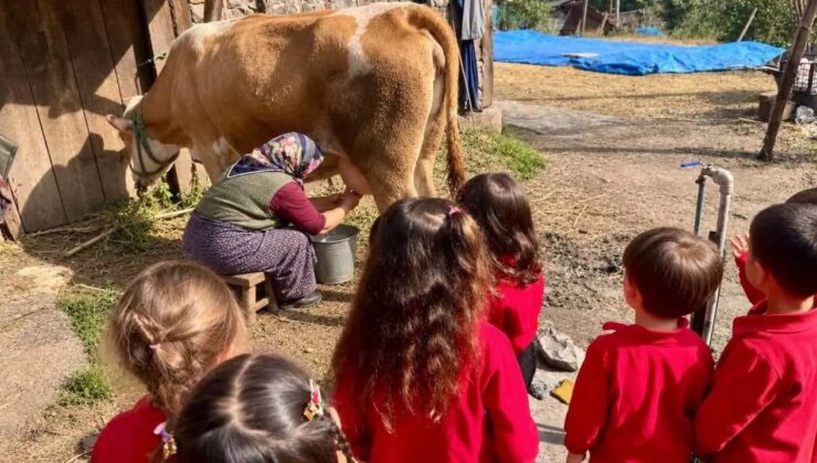 Öğrenciler sütün üretim sürecini çiftlikte öğrendi: Doğayla buluştular