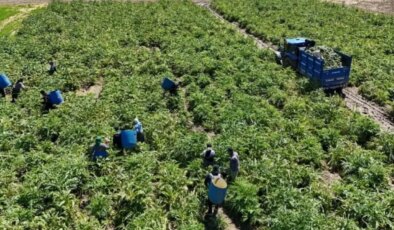Sadece o mahallede yetişen ‘tescilli’ lezzette hasat için geri sayım başladı!