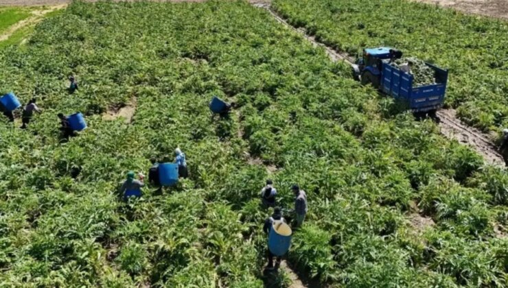 Sadece o mahallede yetişen ‘tescilli’ lezzette hasat için geri sayım başladı!