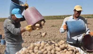 Tarlada bekledikçe değeri artıyor: Hasat için 29 Ekim şartı var…
