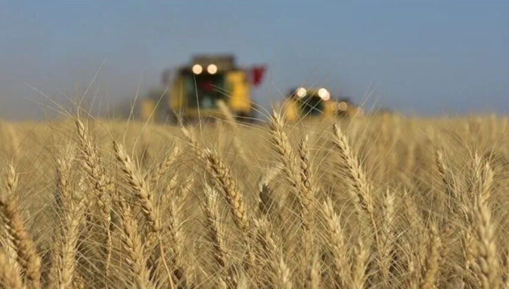 TİGEM’den 4 bin 427 ton mahsul buğday satışı
