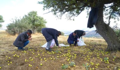 Topla topla bitmiyor! 110 bin ağacın aynı anda meyve verdiği doğal cennette hasat başladı
