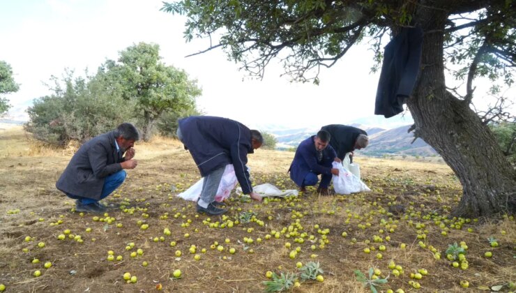 Topla topla bitmiyor! 110 bin ağacın aynı anda meyve verdiği doğal cennette hasat başladı