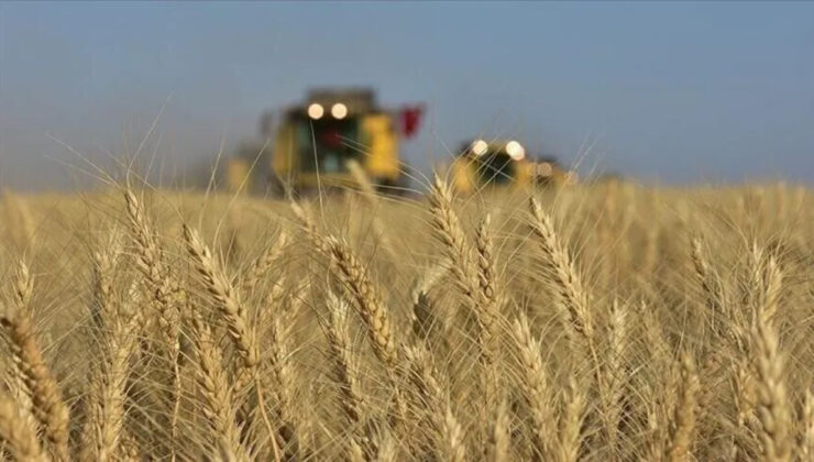 Toprak Mahsulleri Ofisi piyasaya 5,5 milyon ton buğday arz edecek