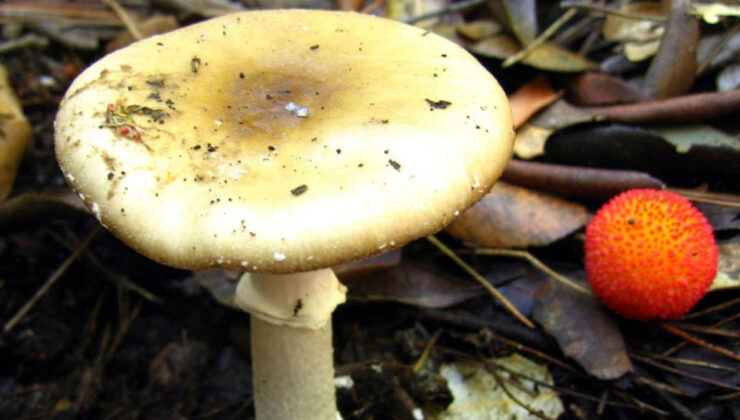 Uzmanlar mantar zehirlenmelerine karşı uyardı