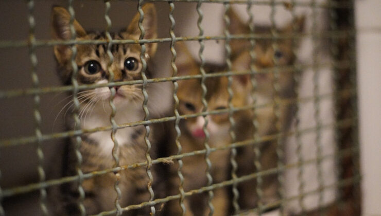 Vietnam’da pişirip yemek için 2 bin 700 kedi çalan çete çökertildi