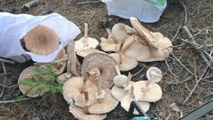 Yağmuru yedi, boyutları kontrolden çıktı! Çuvallara sığmadı..